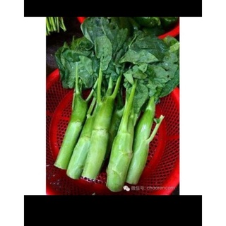 Cải ngồng làn 300_350H
