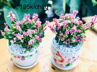 Sen đá đôla hồng