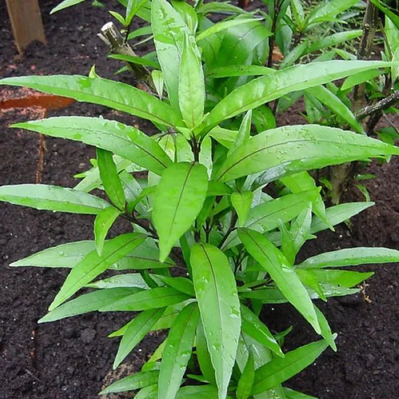 Giống hoa thanh táo