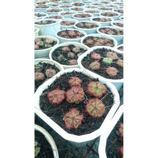 Cây gọng vó Burmanii