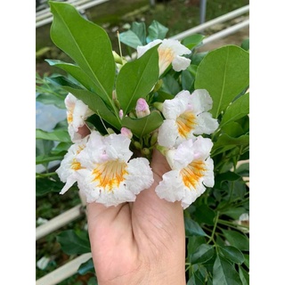 Cây 🌲 Nguyệt  Quế  Thái ... Thân gỗ đang hoa