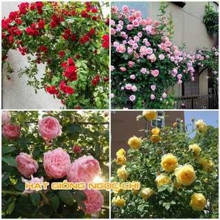 Hạt Giống Hoa Hồng Leo Pháp Mix 💝Freeship💝 20H