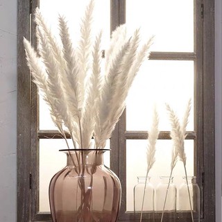 Cỏ Lau Khô Pampass Grass cao 50-60cm decor trang trí nhà cửa, đạo cụ chụp ảnh