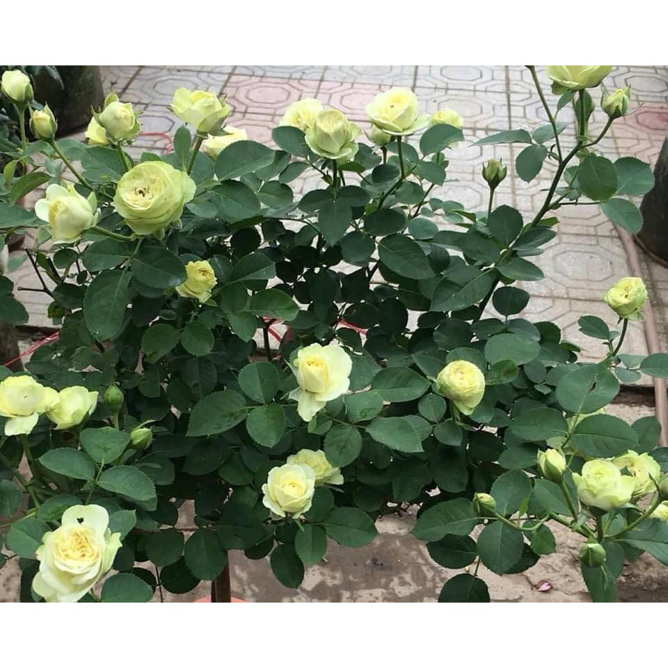 Hoa Hồng Bụi Creamy Eden màu Xanh Mơ Mộng-Hoangoaimelinh