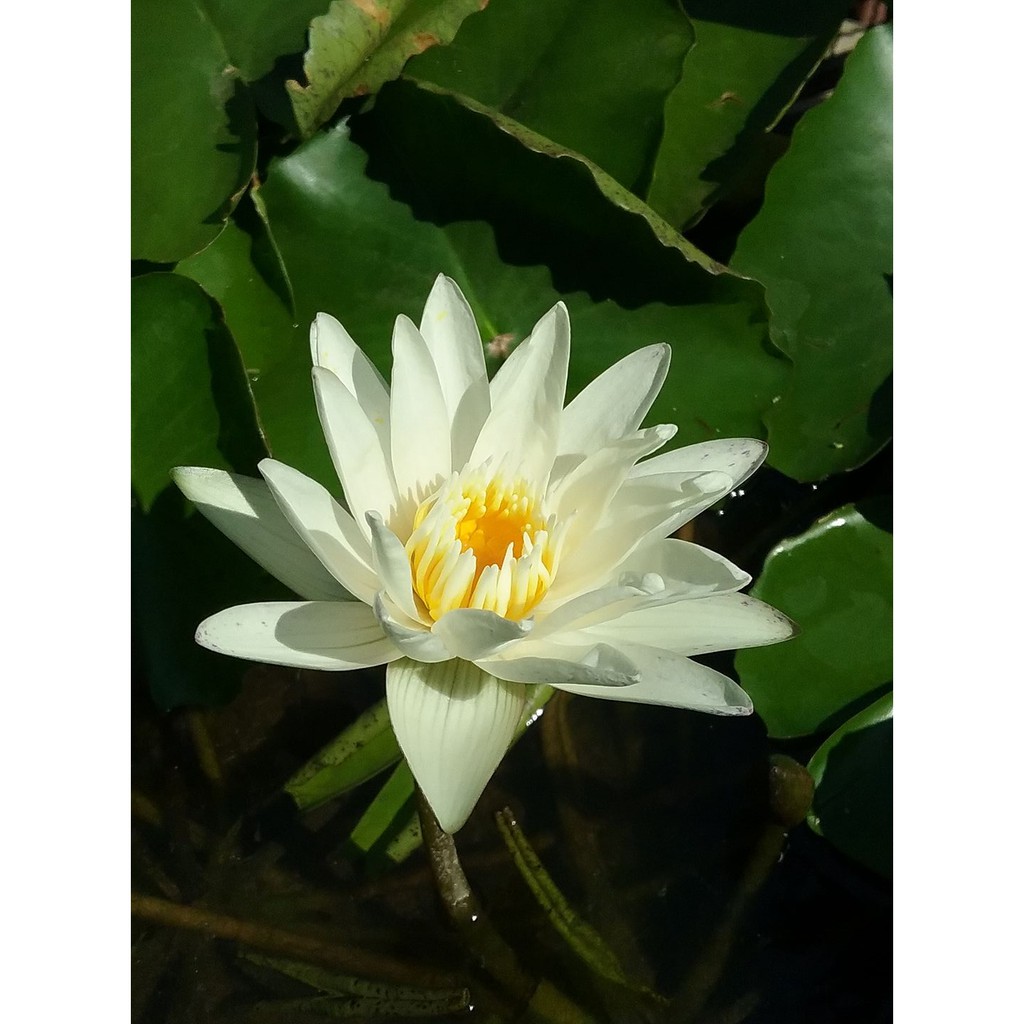 Cây hoa súng Thái Lan - Trắng Tinh Khôi Josephin Đ-06