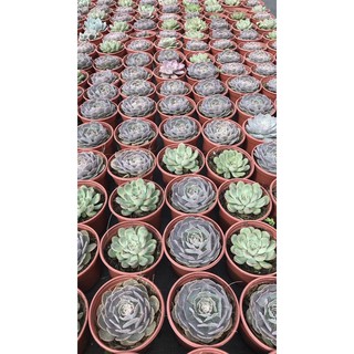 Combo 50 chậu nhựa mềm trồng sen đá