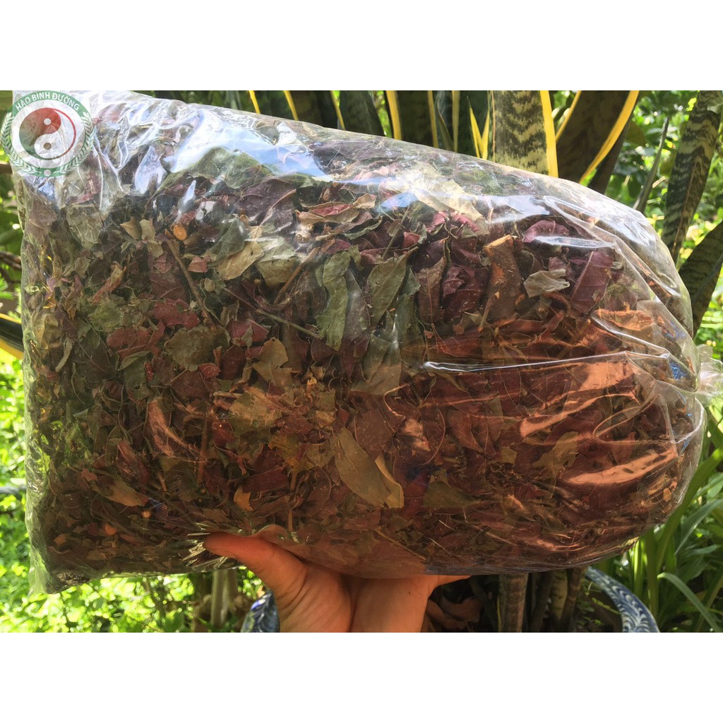 [Tổng Kho] 1kg Lá Đơn Đỏ Khô Trị Mẩn Ngứa - Mụn Nhọt - Tiêu Chảy