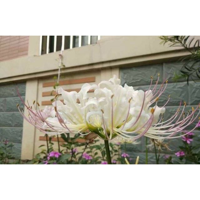 Củ Hoa Bỉ Ngạn _ Củ Khô Hoa Bỉ Ngạn 5 Màu