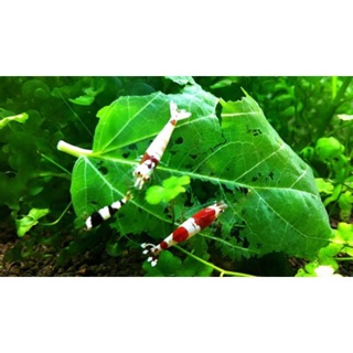 30 Lá dâu tằm khô - món khoái khẩu của tép, giúp ngăn ngừa dịch bệnh, giản stress, tăng khả năng sinh sản.