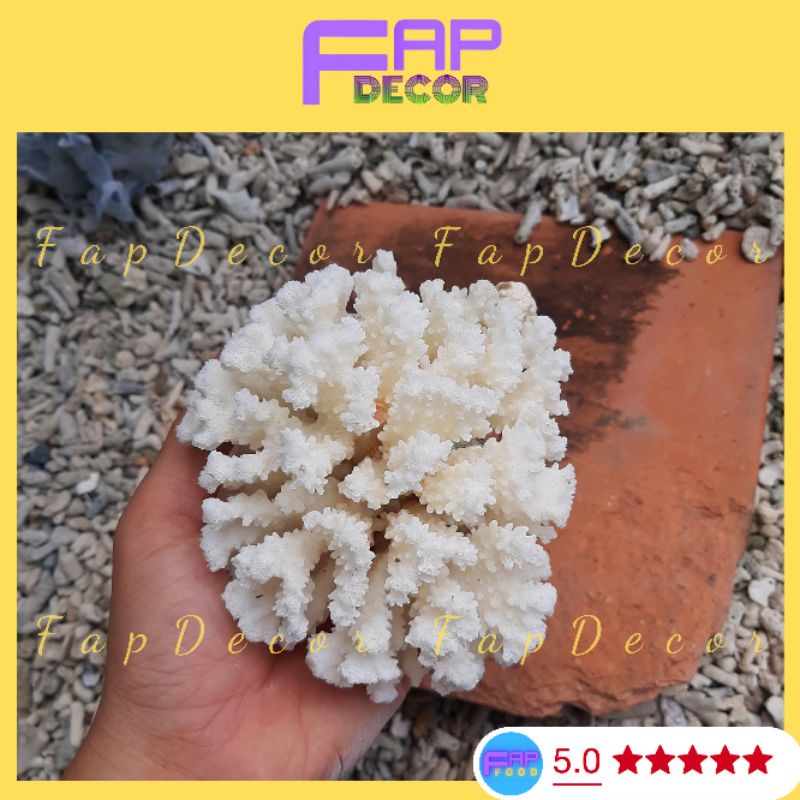 Chùm Bông Rạn Biển Siêu Xinh Trang Trí Hồ Cá, Làm Thủy Sinh, Làm Chùm Bông Để Bàn, Decor Nhà Cửa - FapFood