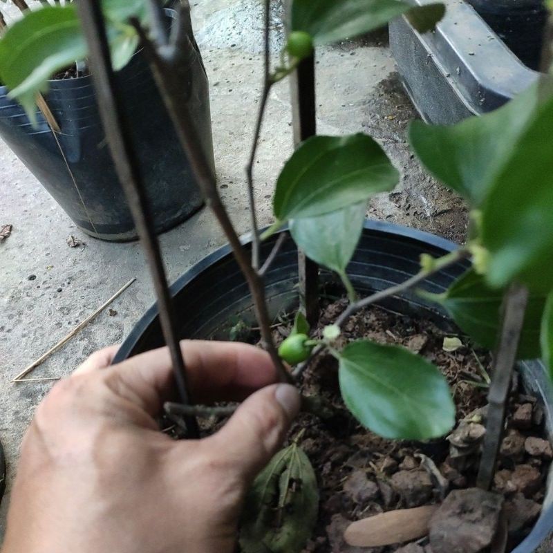 Cây táo thái xanh siêu trái cao từ 1m Indian Jujube  Ziziphus nummular
