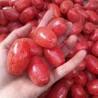 Cây nhót ngọt F1. Cây cao từ 30-40 cm nhiều nhánh