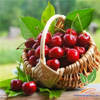 Cây giống cherry mỹ