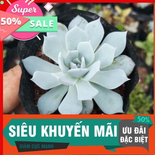 Sen đá ngọc trinh