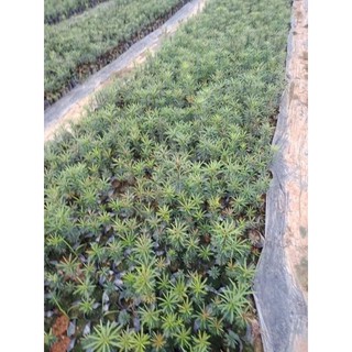 CÂY GIỐNG TÙNG LA HÁN