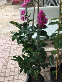 Cây bằng lăng thái