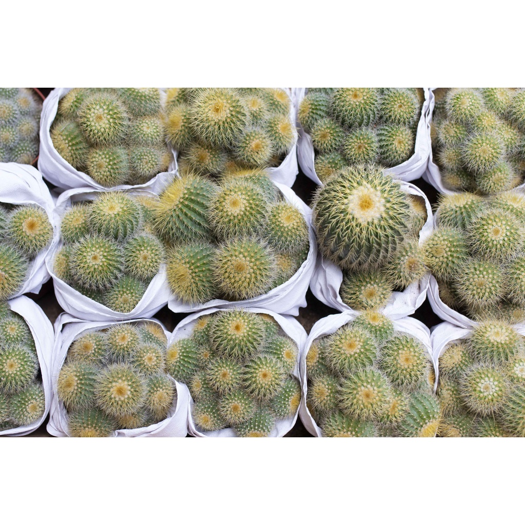 Xương rồng bụi vàng nhạt 11-13cm