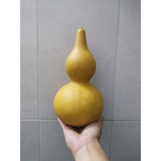 Bộ gói hạt giống Bầu hồ lô