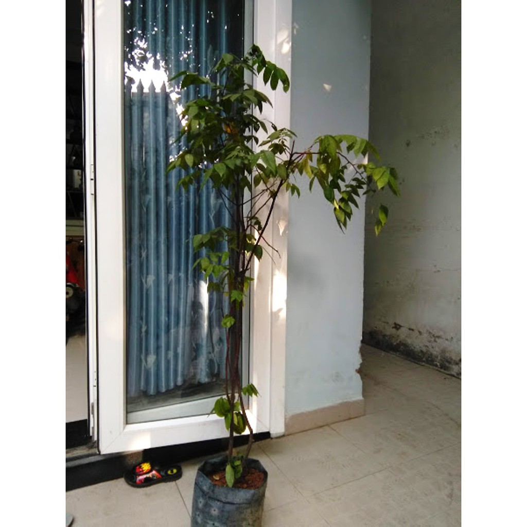 Cây khế chua - Chiều cao khoàng 1.2m