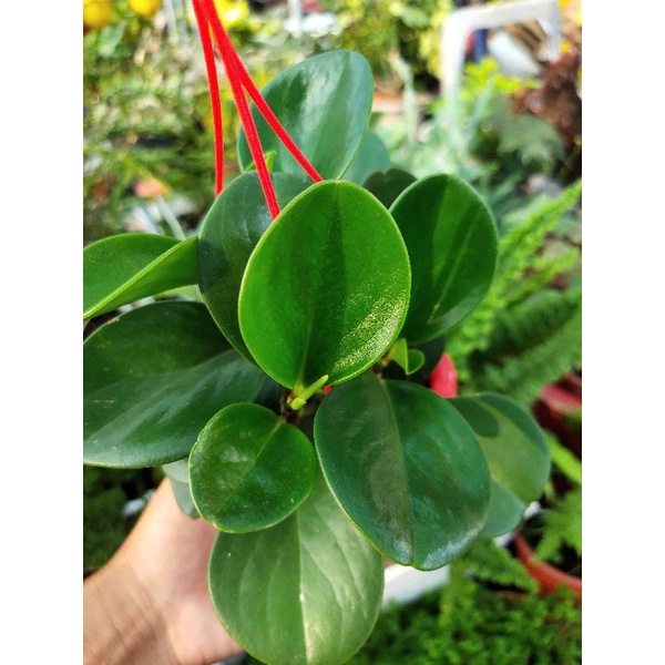 C. Trường sinh xanh chậu treo