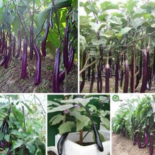Cây giống cà tím,cà dái dê