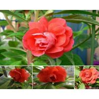 Hạt giống hoa móng tay 400 hạt