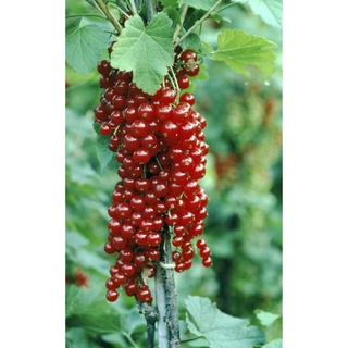 2 CÂY GIỐNG NHO RỪNG ĐỎ