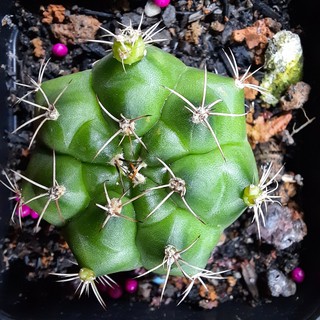 Gymno Damsi cổ - Gymnocalycium damsii ( 3.1cm - 3.5cm) ( Vườn Xương rồng EXOTICACTUS )