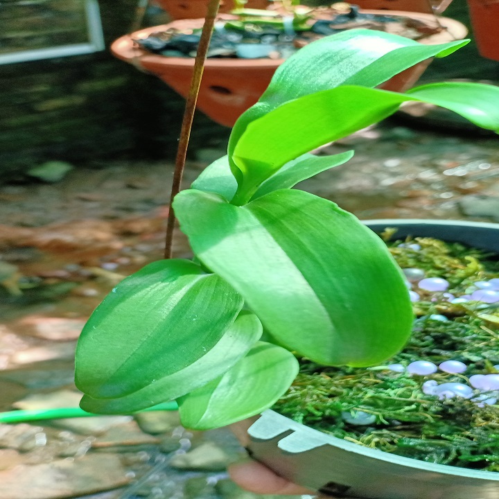 Hoa lan phi điệp -mít tam nguyên + Tặng 02 cây nhót ngọt