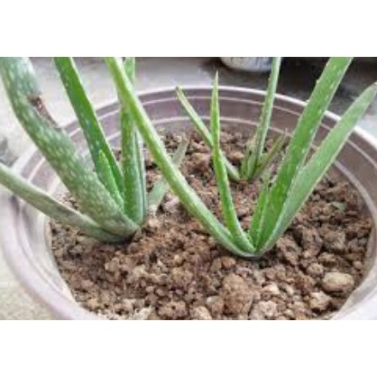 CÂY GIỐNG NHA ĐAM THÁI