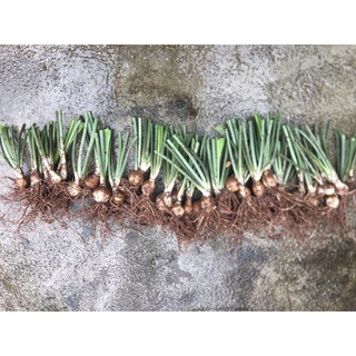 Củ hoa ngọc trâm ( có 2 size cho KH lựa chọn )
