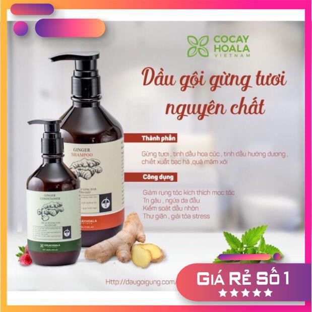 Combo Dầu gội và dầu xả gừng tươi nguyên chất 100% | BigBuy360 - bigbuy360.vn