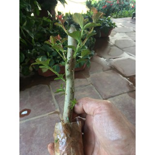 COMBO 2 BẦU CÂY GIỐNG hoa tường vy