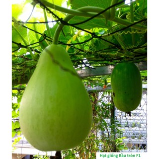 Hạt giống Bầu tròn F1