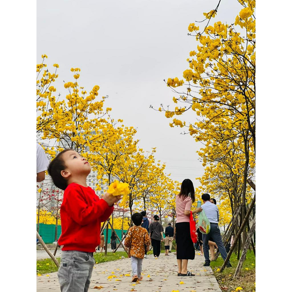 Cây giống Phong Linh Vàng cây cao 30-40 cm  #cây_giống #cây_phong_linh_vàng