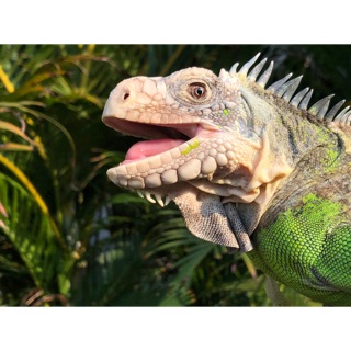 iguanavn.com