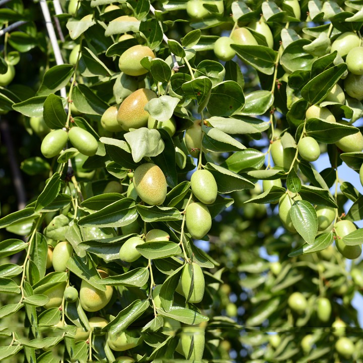 Dầu Jojoba Susinia 100ml nguyên chất giảm nếp nhăn ngăn lão hóa