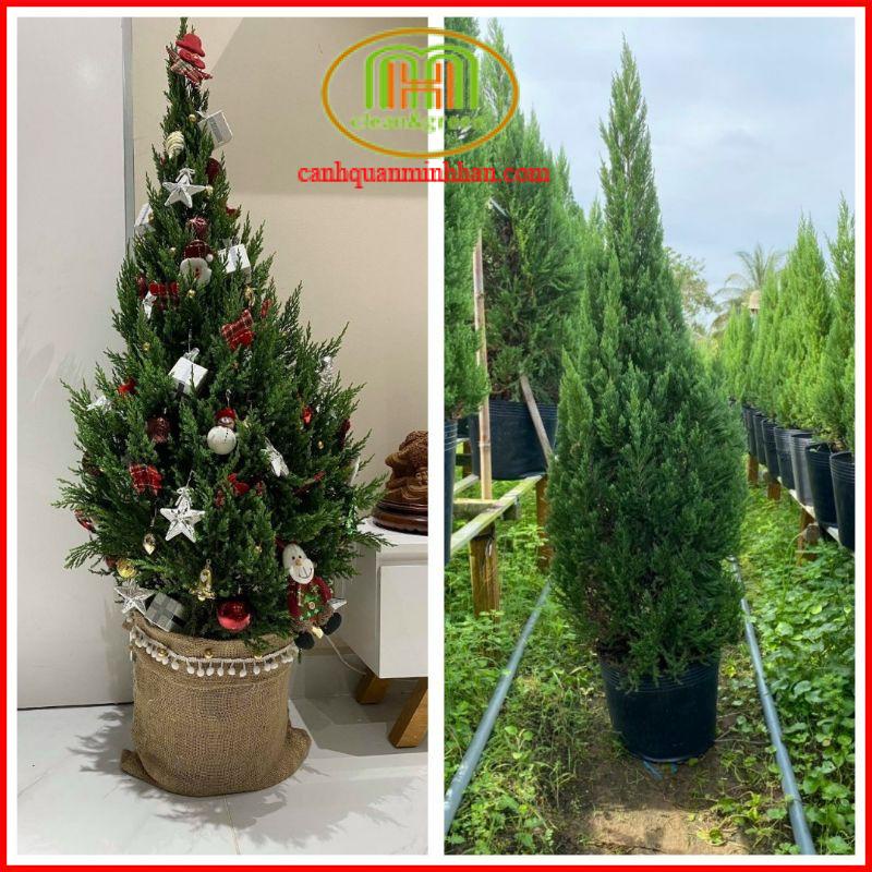 Cây Sơn Tùng Noel trang trí giáng sinh 2023 trồng sân nhà mang ý nghĩa vững chắc như tùng như bách Minh Hân Garden