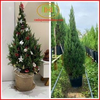 Cây Sơn Tùng Noel trang trí giáng sinh 2024 trồng sân nhà mang ý nghĩa vững chắc như tùng như bách
