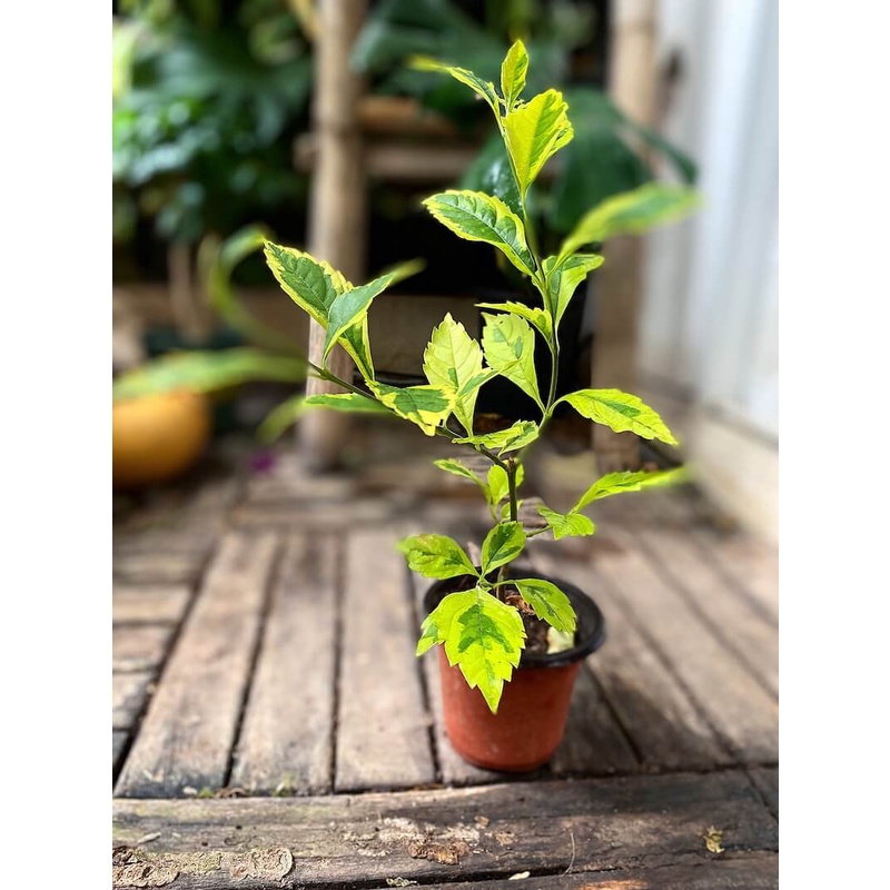 Cây Duranta repens Golden Edge  chậu nhựa