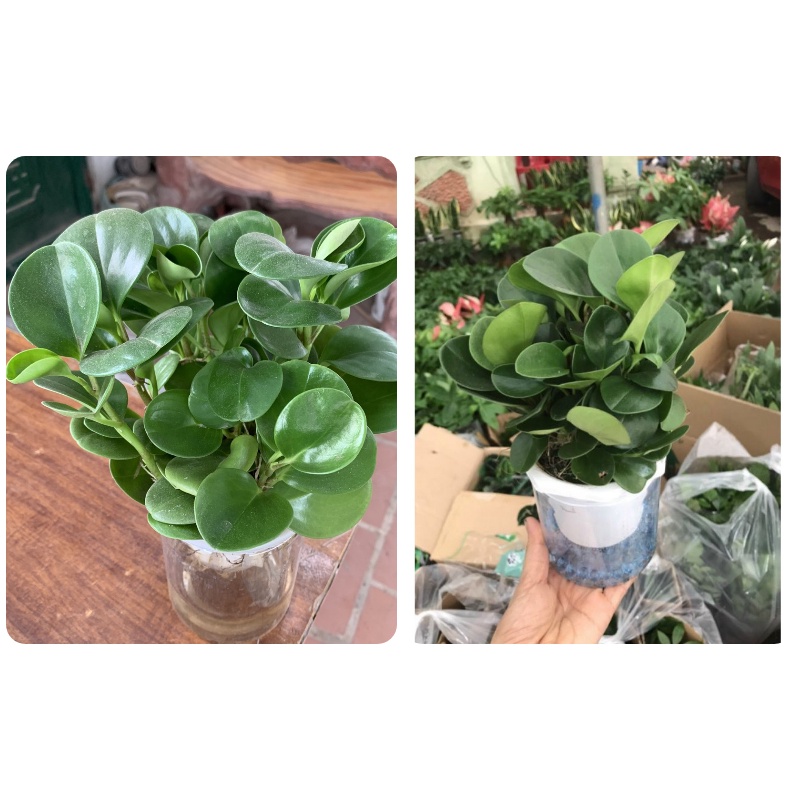 cây trường sinh còn gọi là cây trường thọ tốt cho phong thủy
