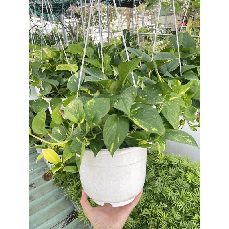 CÂY TRẦU BÀ GIỎ TREO Size LỚN