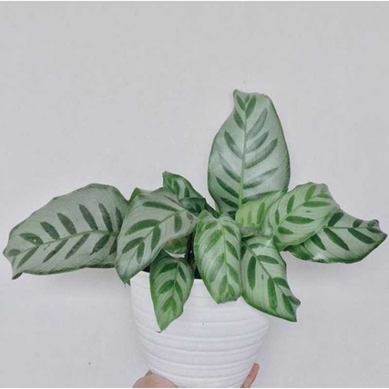 Chậu cứng Calathea Bella