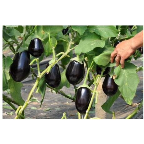 Hạt Giống Cà Tím Tròn Qủa To Tặng Kèm Kich Mầm Và Hướng dẫn