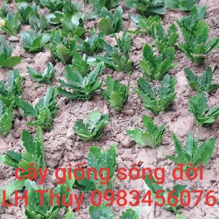 Giống cây sống đời kép nhiều màu