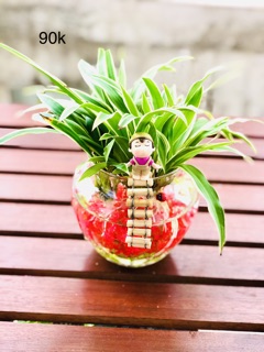 Chậu lan chi thuỷ sinh san hô