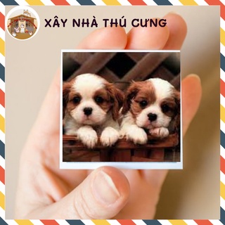 In ảnh 6x9 1k/tấm ép plastic