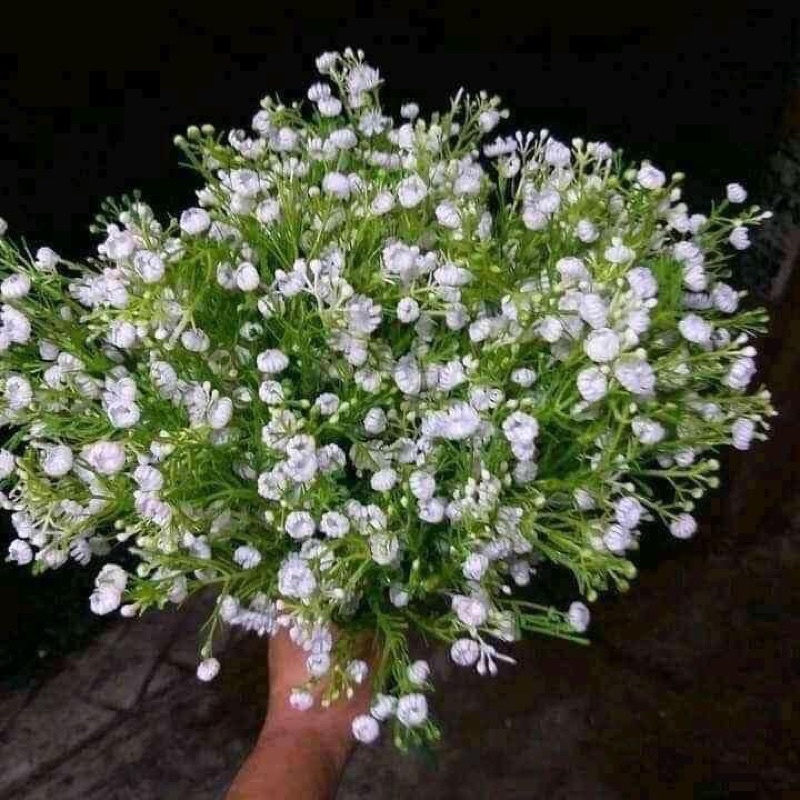 Cỏ điểm giá rẻ