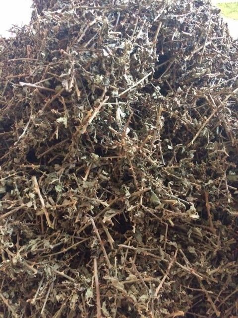 Cà gai leo khô ( gói 1kg ) bổ gan, điều trị các bệnh về gan