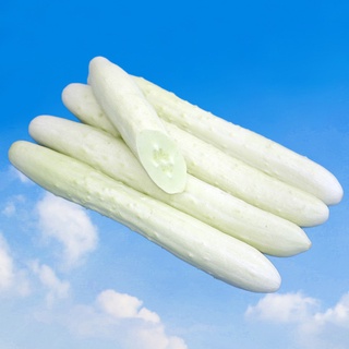 Hạt Giống Dưa Leo Trắng FUJI - Giống Nhật Bản Nhập Khẩu F1